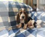 Image preview for Ad Listing. Nickname: Sam