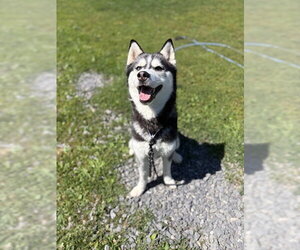 Siberian Husky Dogs for adoption in Center Township, PA, USA
