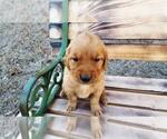 Small #1 Golden Retriever