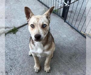 Siberian Husky Dogs for adoption in Stockton, CA, USA