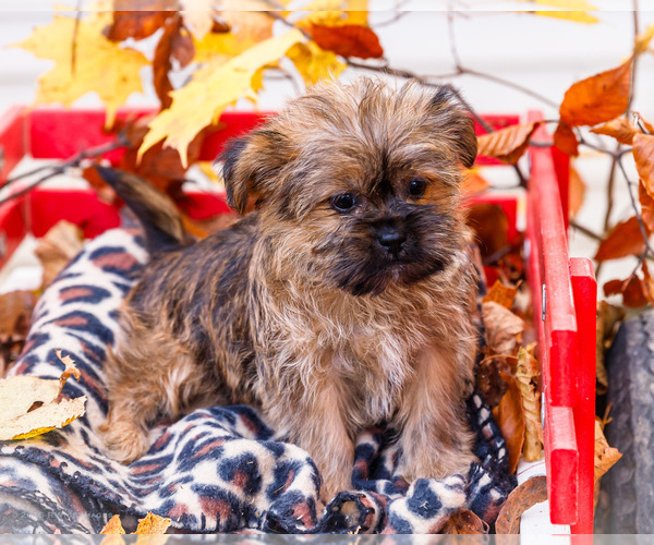 Medium Photo #8 Shorkie Tzu Puppy For Sale in WAKARUSA, IN, USA
