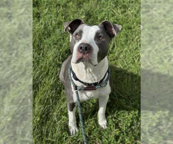 Medium Photo #2 American Bulldog Puppy For Sale in Fort Lauderdale, FL, USA