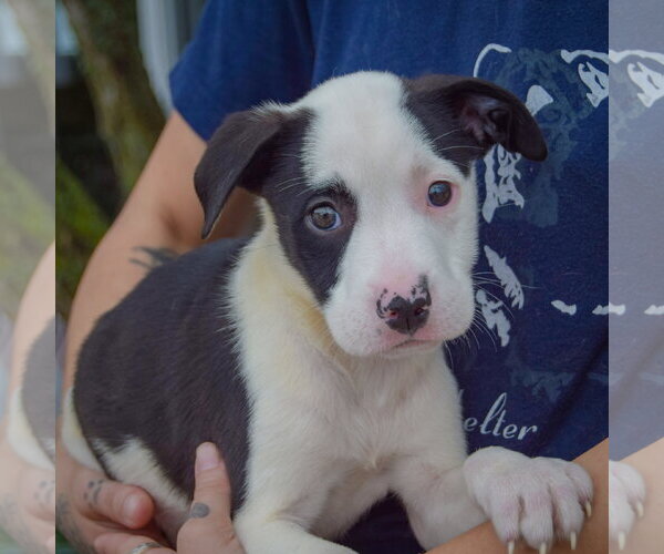 Medium Photo #3 American Staffordshire Terrier-Border Collie Mix Puppy For Sale in Huntley, IL, USA