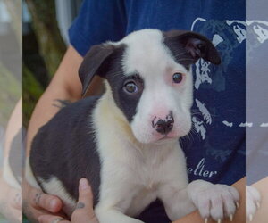 Emery - Female American Staffordshire Terrier-Border Collie Mix Dog for Adoption - Photo #3