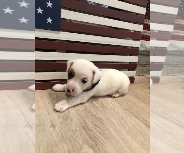 Medium Photo #24 Jack Russell Terrier Puppy For Sale in MABLETON, GA, USA