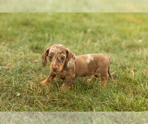 Dachshund Puppy for sale in NAPPANEE, IN, USA