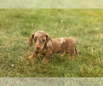 Image preview for Ad Listing. Nickname: Bailey