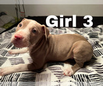 Small Photo #10 American Pit Bull Terrier Puppy For Sale in CHICAGO, IL, USA