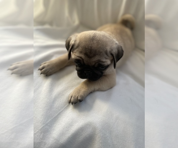 Medium Photo #9 Pug Puppy For Sale in ISLANDTON, SC, USA
