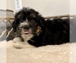 Small #2 Australian Mountain Dog