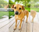 Small #6 American Pit Bull Terrier Mix