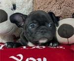 Small Photo #8 Faux Frenchbo Bulldog Puppy For Sale in GOSHEN, IN, USA