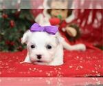 Small #16 Maltese
