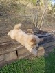 Small Photo #2 Goldendoodle (Miniature) Puppy For Sale in LENOIR, NC, USA