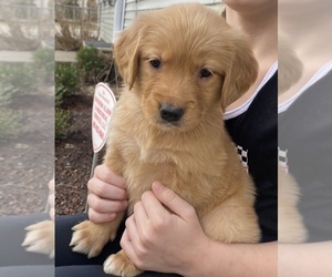 Golden Retriever Puppy for sale in WARWICK, RI, USA