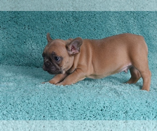 Medium Photo #4 French Bulldog Puppy For Sale in ERIAL, NJ, USA