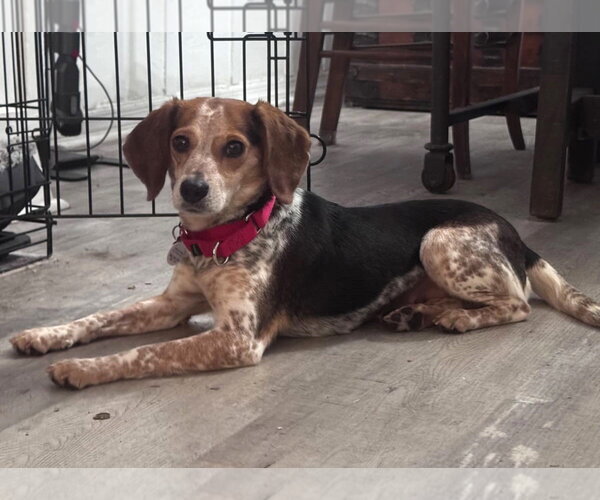 Medium Photo #2 Beagle Puppy For Sale in Dunnellon, FL, USA