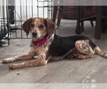 Small #1 Beagle