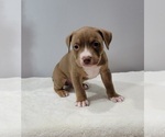 Small Photo #3 American Pit Bull Terrier Puppy For Sale in CLEMSON, SC, USA
