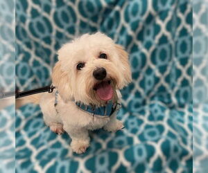 Lhasa-Poo Dogs for adoption in Phoenix, AZ, USA