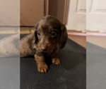 Small Photo #8 Dachshund Puppy For Sale in ROCK HILL, SC, USA