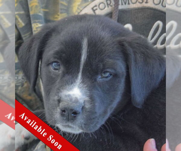 Medium Photo #1 American Bulldog-Unknown Mix Puppy For Sale in Huntley, IL, USA