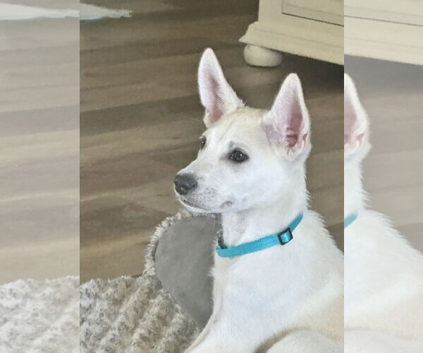 Medium Photo #4 - Mix Puppy For Sale in Phoenix, AZ, USA