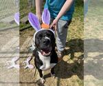Small #3 Staffordshire Bull Terrier Mix