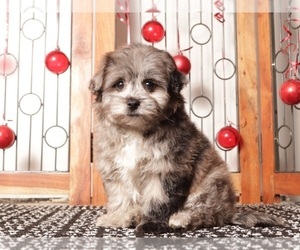 Pom-A-Poo Puppy for sale in NAPLES, FL, USA