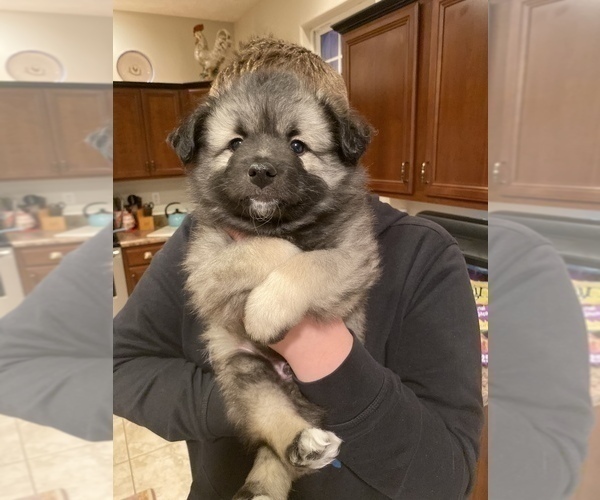 Medium Photo #2 Keeshond Puppy For Sale in DELPHI, IN, USA