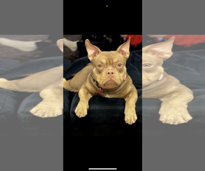 Free-Lance Bulldog Dogs for adoption in Cuyahoga Falls , OH, USA