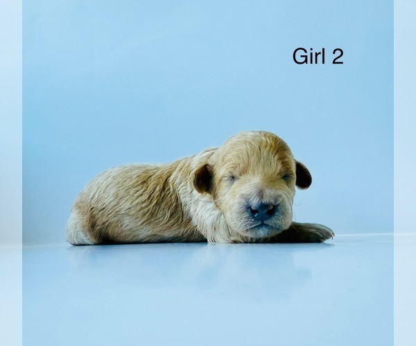 Medium Photo #2 Poodle (Toy) Puppy For Sale in DALLAS, TX, USA