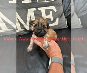 Havanese Puppy for sale in MBORO, TN, USA