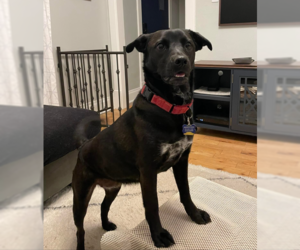Nori - Female American Staffordshire Terrier-Labrador Retriever Mix Dog for Adoption - Photo #4