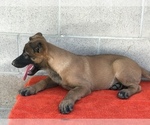 Small Photo #6 Belgian Malinois Puppy For Sale in VACAVILLE, CA, USA