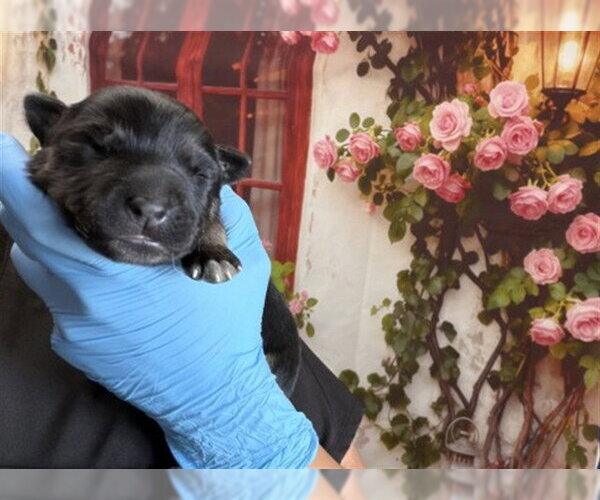 Medium Photo #1 German Shepherd Dog Puppy For Sale in San Bernardino, CA, USA