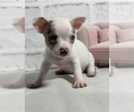Puppy Puppy 11 Chihuahua