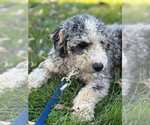 Small #1 Miniature Bernedoodle