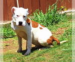 Small #2 American Pit Bull Terrier Mix