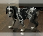 Small Photo #2 Catahoula Leopard Dog Puppy For Sale in SPRING, TX, USA