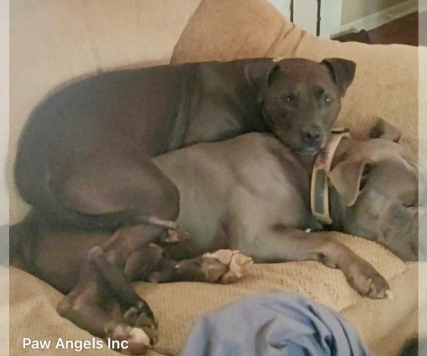 Medium Photo #4 American Pit Bull Terrier-Unknown Mix Puppy For Sale in Calhoun, GA, USA