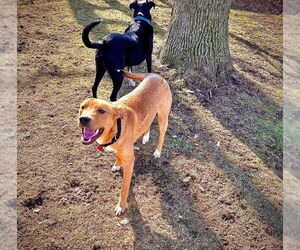 Thumper - Male Mutt Dog for Adoption - Photo #4
