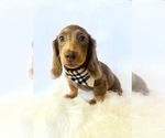 Small #5 Dachshund