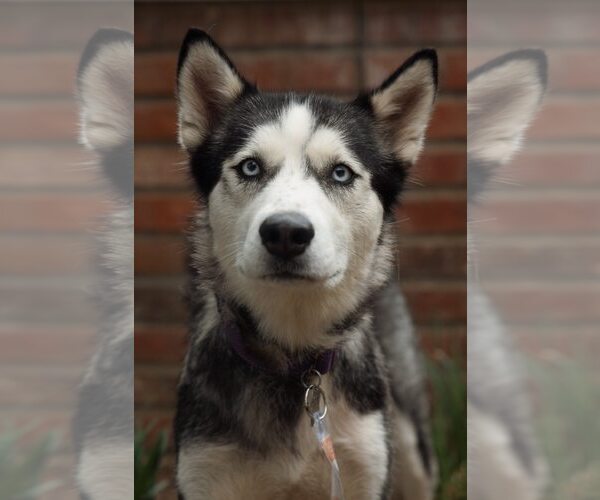 Medium Photo #3 Siberian Husky Puppy For Sale in Carrollton, TX, USA