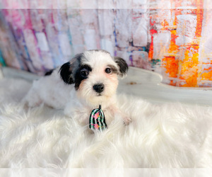 Zuchon Puppy for sale in KINSTON, NC, USA