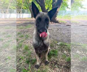 Mutt Dogs for adoption in Imlay City, MI, USA