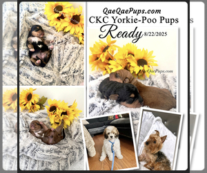 Mother of the YorkiePoo puppies born on 06/27/2025