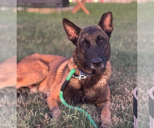 Medium Photo #3 Mutt Puppy For Sale in Imlay City, MI, USA