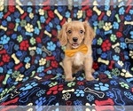 Small #4 Cavapoo (Miniature)