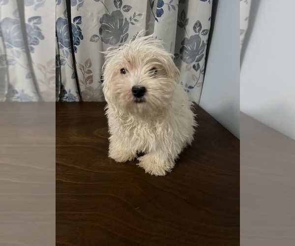 Medium Photo #13 Havanese Puppy For Sale in DURHAM, CT, USA